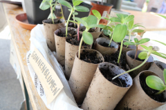 Pflanzentauschaktion beim AStA Studi-Flohmarkt